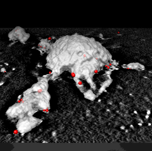 Imaging Endocytosis in 3D