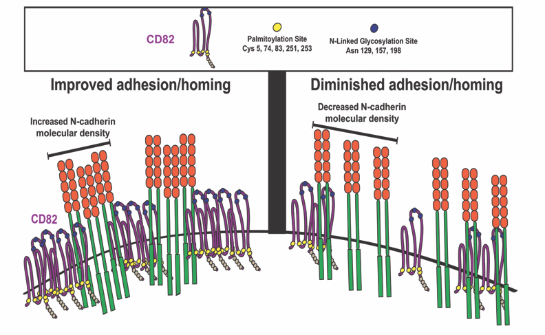Tetraspanin CD82 regulates bone marrow homing of acute myeloid leukemia by modulating the molecular organization of N-cadherin