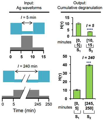 Timescale Separation of Positive and Negative Signaling Creates History-Dependent Responses to IgE Receptor Stimulation